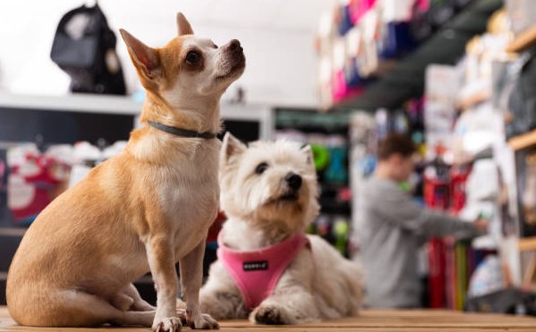 Pet Shop grooming